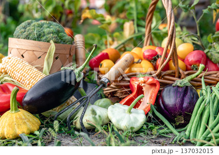 Composition of fresh vegetables on blurred vegetable garden background. Composition of fresh vegetables on blurred vegetable garden background. 137032015