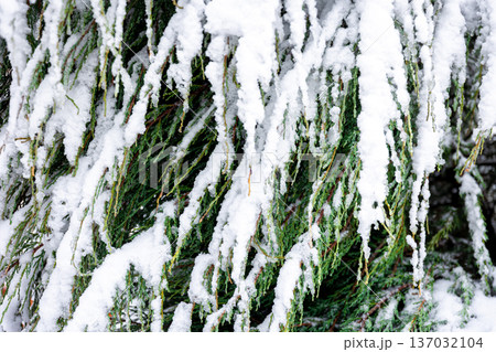 Coniferous plant in winter covered with snow, close up. Coniferous plant in winter covered with snow, close up. 137032104