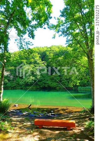 ドッコ沼　蔵王　新緑 137032275