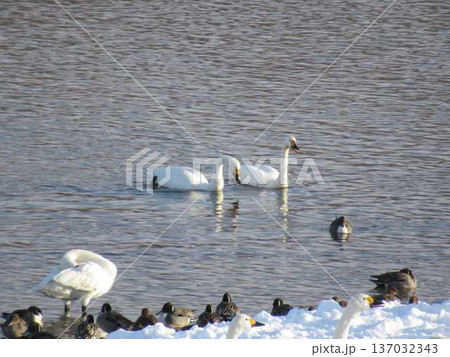 白鳥　鴨　渡り鳥　窪田水辺の楽校　米沢市 137032343