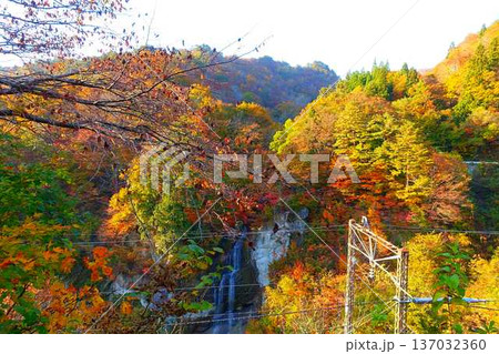 面白山紅葉川渓谷　紅葉　黄葉　藤花の滝 137032360