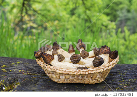 Morel mushroom morchella esculenta 137032481