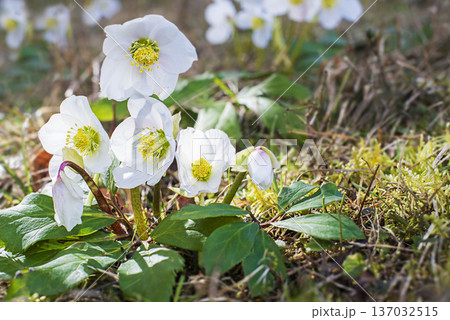 Hellebores plant Hellebores plant 137032515