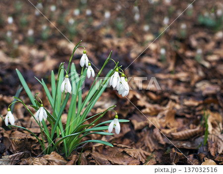 Snowdrops Snowdrops 137032516