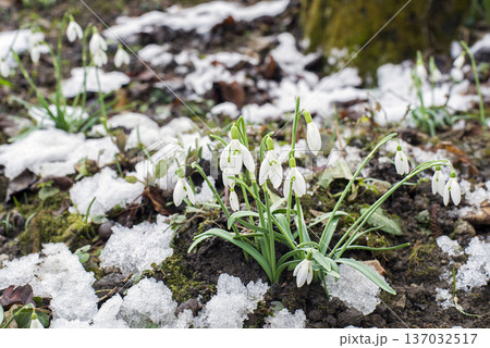 Snowdrops Snowdrops 137032517