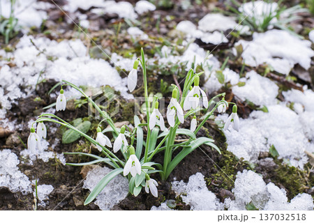 Snowdrops Snowdrops 137032518
