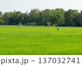 Vietnamese farmer working in green rice field, rural agriculture landscape in Southeast Asia 137032741