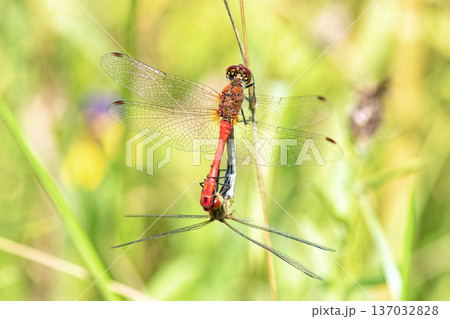 Close-up of pair of Ruddy Darter dragonflies (Sympetrum sanguineum) mating in "mating wheel" or tandem position on dry grass stalk. 137032828