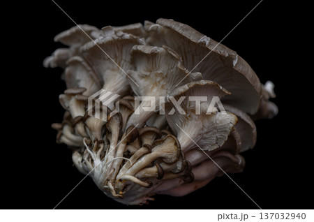 Fresh Oyster Mushrooms on Black Backdrop 137032940