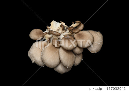 Fresh Pleurotus Ostreatus on Black Studio Background 137032941
