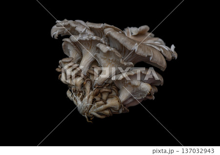 Oyster Mushroom (Pleurotus ostreatus) on Black Background 137032943
