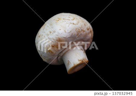 Single Button Mushroom on Black Background Single Button Mushroom on Black Background 137032945