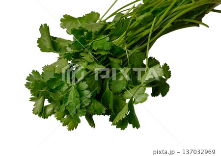 Fresh Parsley Stems and Leaves on White 137032969