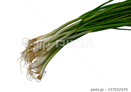 Green Onion Bunch on White Background 137032970