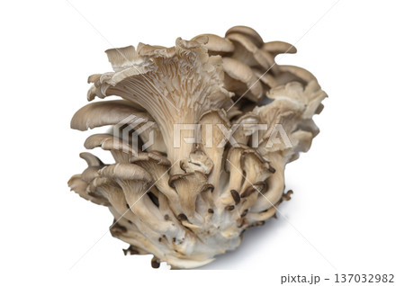 Oyster Mushroom Bunch Isolated on White Background Oyster Mushroom Bunch Isolated on White Background 137032982