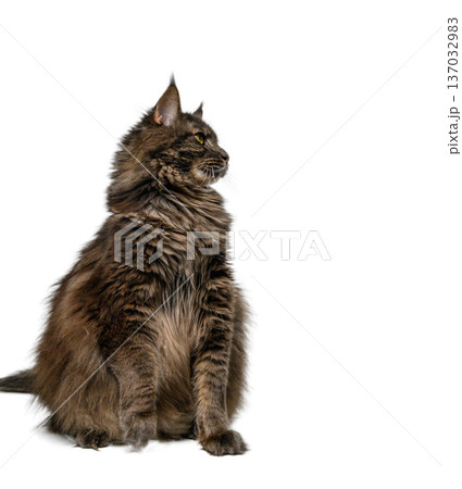 Maine Coon Cat on White Background 137032983