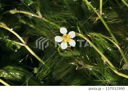 バイカモの花 137032990