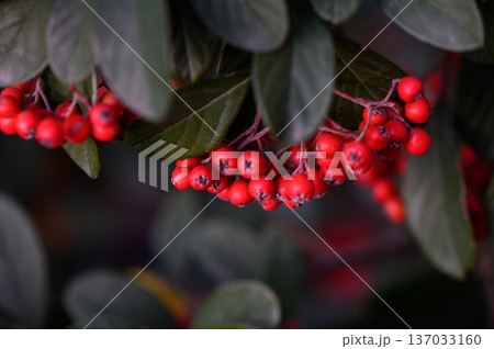 Bright Red Cotoneaster Berries with Glossy Green Leaves Bright Red Cotoneaster Berries with Glossy Green Leaves 137033160