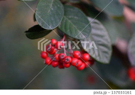 Vibrant Red Cotoneaster Berries on Green Leafy Branches 137033161