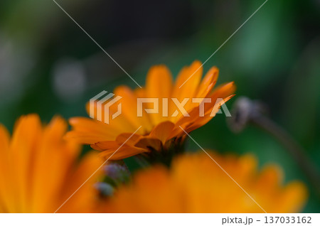 Fresh Calendula Petals and Whole Flowers for Herbal Tea 137033162