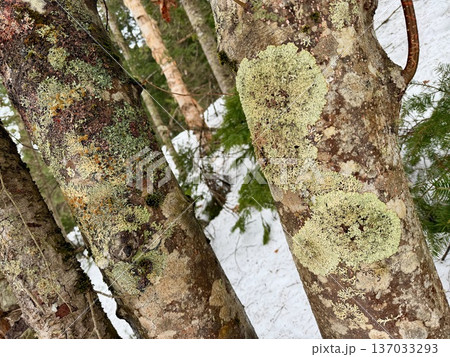 北海道神の子池をスノーシュー散策 137033293