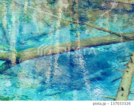 北海道神の子池をスノーシュー散策 137033326