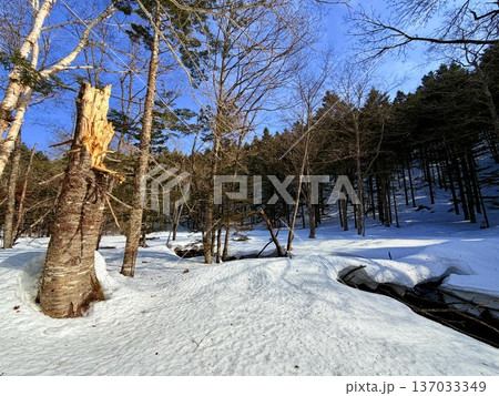 北海道神の子池をスノーシュー散策 北海道神の子池をスノーシュー散策 137033349