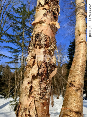 北海道神の子池をスノーシュー散策 137033352