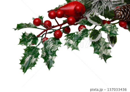 Crisp Holly Branches Red Berries and Green Leaves on White Background 137033436
