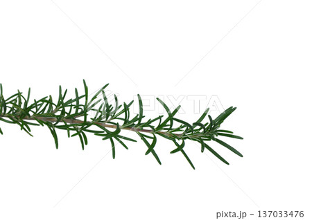 Fresh Rosemary Branch Isolated on Clean White Background Fresh Rosemary Branch Isolated on Clean White Background 137033476