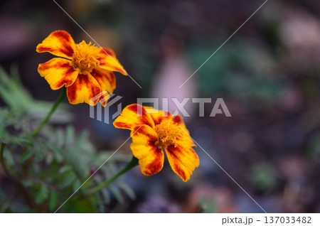 Yellow and Orange Marigold Flowers Blooming on Green Lawn 137033482