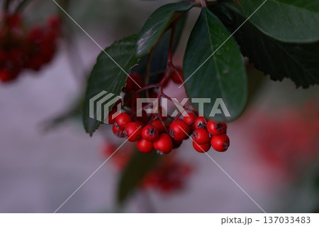 Cotoneaster Horizontalis Red Berries and Green Foliage Closeup Cotoneaster Horizontalis Red Berries and Green Foliage Closeup 137033483