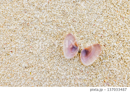 Beauty lovely open shell on soft sand artistic abstract summer background biophilic texture blue health hushpitality Beauty lovely open shell on soft sand artistic abstract summer background biophilic texture blue health hushpitality 137033487
