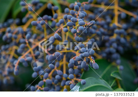 Glossy Privet Berries (Ligustrum lucidum) on Branch 137033523
