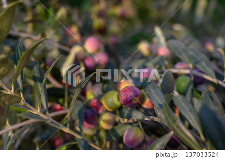 Ripening Olives (Olea Europaea) on Branch, Green to Purple 137033524