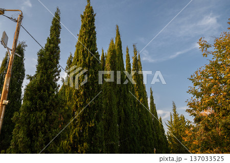 Italian Cypress Trees at Cemetery in Tbilisi, Georgia 137033525