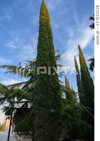 Row of Cypress Trees Guarding a Historic Cemetery in Tbilisi Row of Cypress Trees Guarding a Historic Cemetery in Tbilisi 137033526