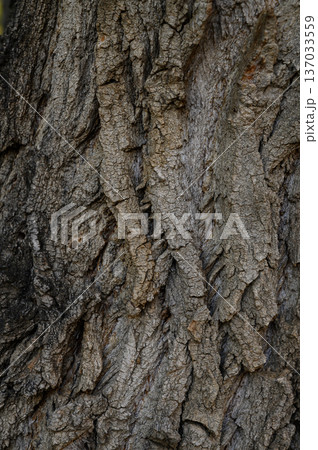 Close-Up of Poplar Tree Bark Texture Populus sp.possibly Balsam Poplar Close-Up of Poplar Tree Bark Texture Populus sp.possibly Balsam Poplar 137033559