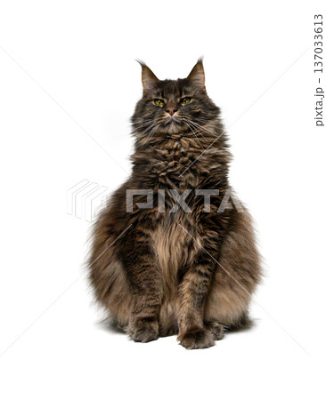 Large Maine Coon Cat on White Background Majestic Portrait 137033613