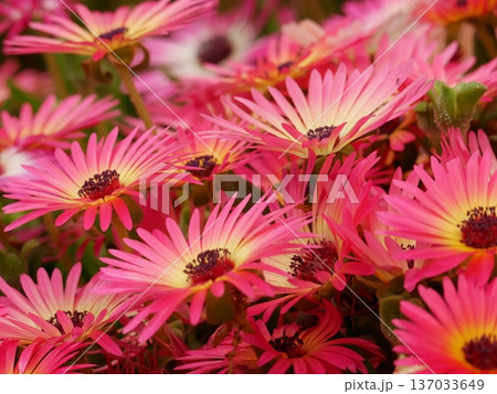 ピンク色のデイジーの花 ピンク色のデイジーの花 137033649