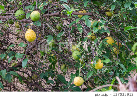 Ripe yellow citron fruit hanging on tree branch among green leaves. Fresh citrus growing outdoors in natural garden environment. Ripe yellow citron fruit hanging on tree branch among green leaves. Fresh citrus growing outdoors in natural garden environment. 137033912