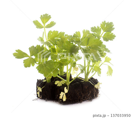 parsley plants parsley plants 137033950