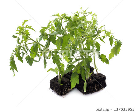 tomato plants 137033953