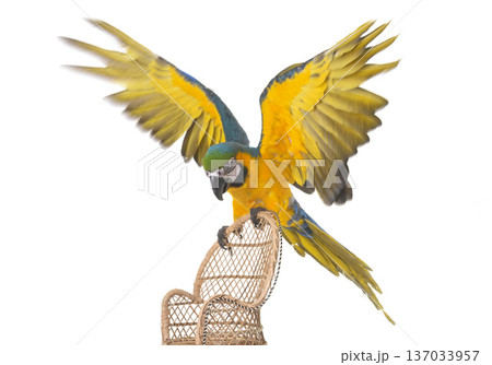 Blue-and-yellow macaw in studio 137033957