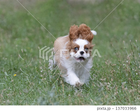 cavalier king charles cavalier king charles 137033966