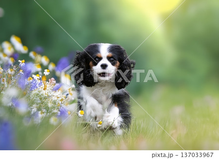 cavalier king charles cavalier king charles 137033967