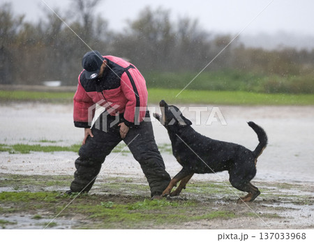 training of rottweiler 137033968