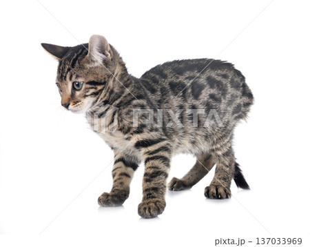 bengal kitten in studio 137033969