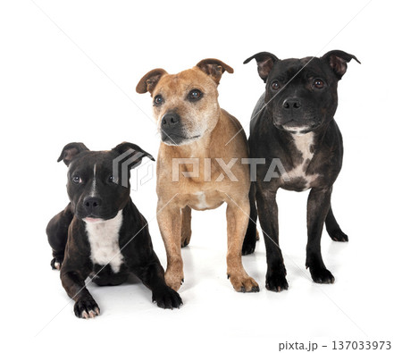 staffordshire bull terriers staffordshire bull terriers 137033973