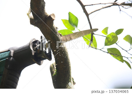 夏ミカンの木の枝を切る男性 137034065